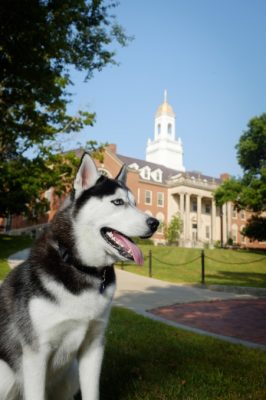 Canine Jonathan XIV in front of Wilbur Cross Building
